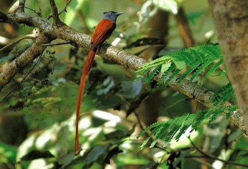 Amazing Vietnamese forests   - ảnh 10