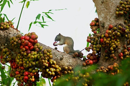 Amazing Vietnamese forests   - ảnh 11