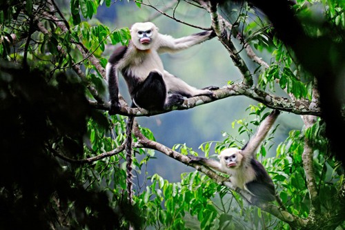 Amazing Vietnamese forests   - ảnh 15