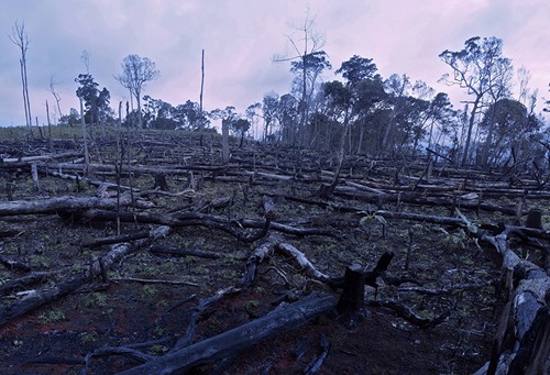 Amazing Vietnamese forests   - ảnh 17