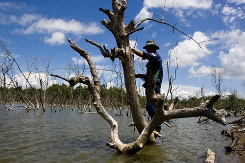 Amazing Vietnamese forests   - ảnh 21