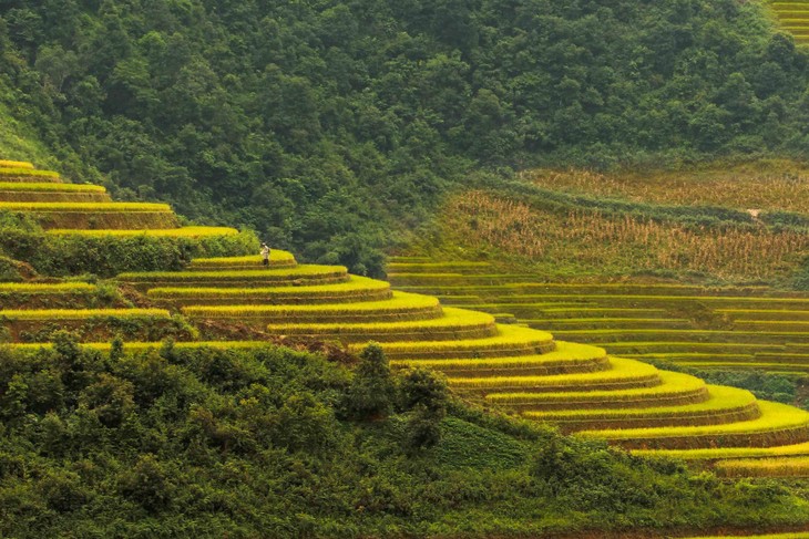 Harvest time in Mu Cang Chai - ảnh 2