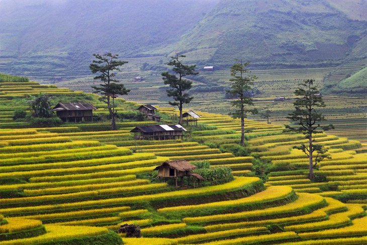 Harvest time in Mu Cang Chai - ảnh 8