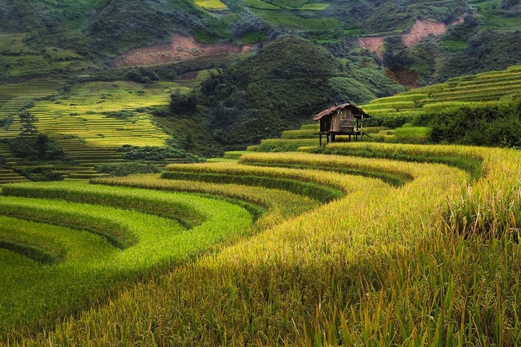 Harvest time in Mu Cang Chai - ảnh 7