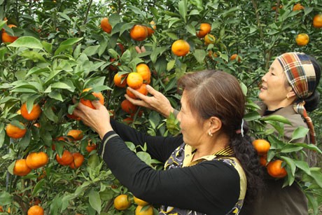 New rural development model in Thanh Van, Hanoi  - ảnh 1