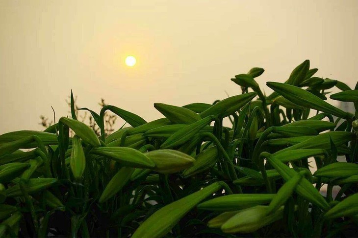 Madonna Lily - the flower of April - ảnh 8