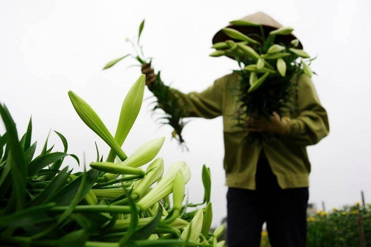 Madonna Lily - the flower of April - ảnh 5