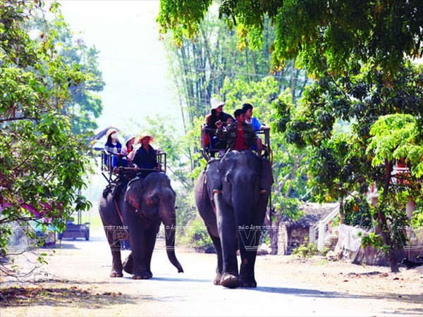 Central Highland elephants need urgent protection  - ảnh 5