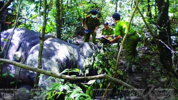 Central Highland elephants need urgent protection  - ảnh 8