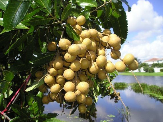 Vietgap longan growing model in Ba Ria Vung Tau - ảnh 1