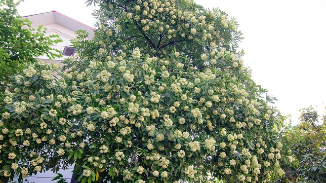 Fragrant Hoa Sua blossoming in Hanoi autumn - ảnh 3