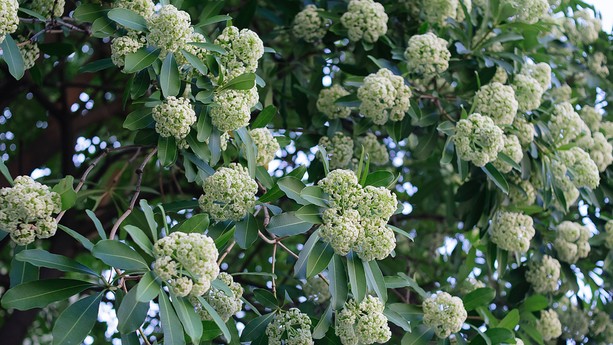 Fragrant Hoa Sua blossoming in Hanoi autumn - ảnh 5