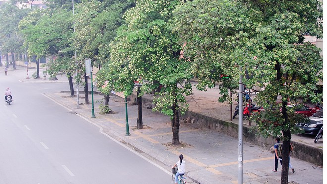 Fragrant Hoa Sua blossoming in Hanoi autumn - ảnh 6