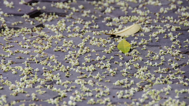 Fragrant Hoa Sua blossoming in Hanoi autumn - ảnh 7