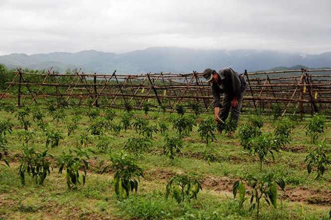 Hoa Vang – a highlight of new rural development in Da Nang - ảnh 1