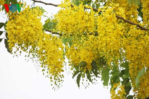 Showers of gold around West Lake - ảnh 10