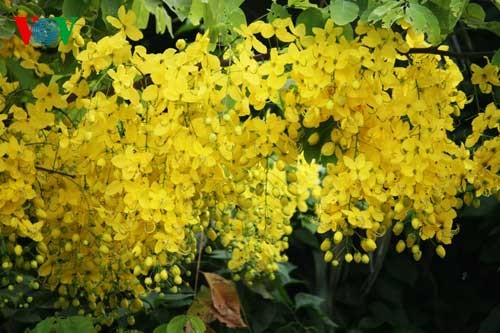 Showers of gold around West Lake - ảnh 13