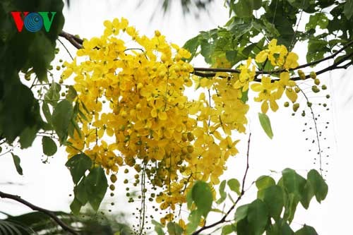 Showers of gold around West Lake - ảnh 15