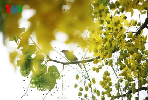 Showers of gold around West Lake - ảnh 17