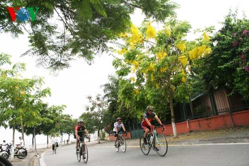 Showers of gold around West Lake - ảnh 2