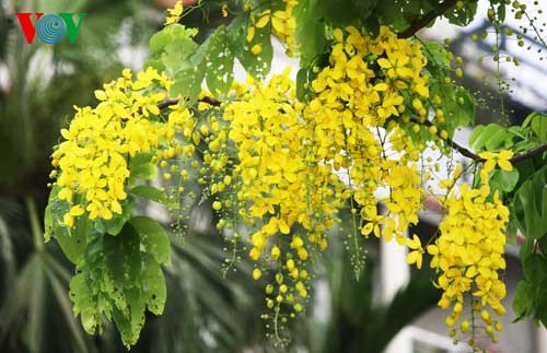 Showers of gold around West Lake - ảnh 3