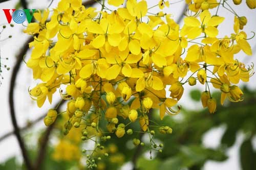 Showers of gold around West Lake - ảnh 4