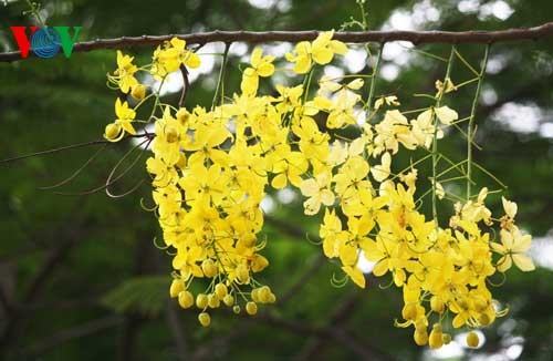 Showers of gold around West Lake - ảnh 5