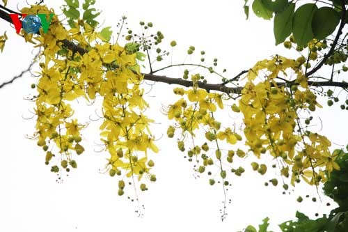 Showers of gold around West Lake - ảnh 6