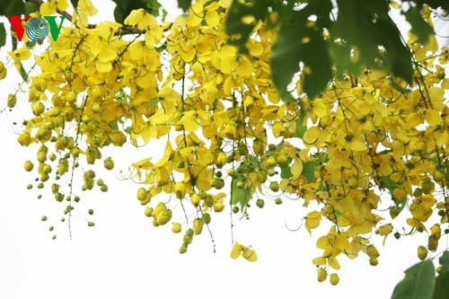 Showers of gold around West Lake - ảnh 7