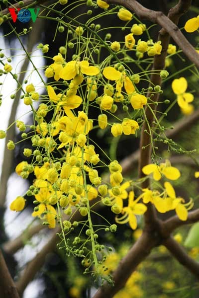 Showers of gold around West Lake - ảnh 8