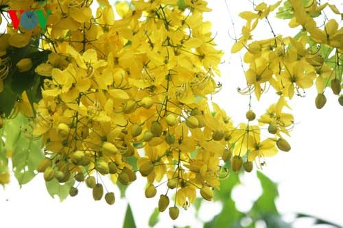 Showers of gold around West Lake - ảnh 9