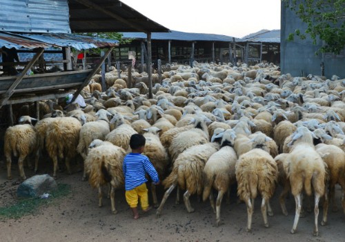 Ethnic minority children through lens of local photographer  - ảnh 11