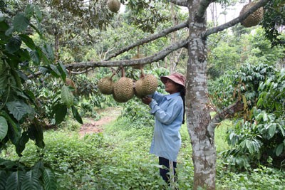 New rural development in Khanh Hoa’s mountain region - ảnh 1