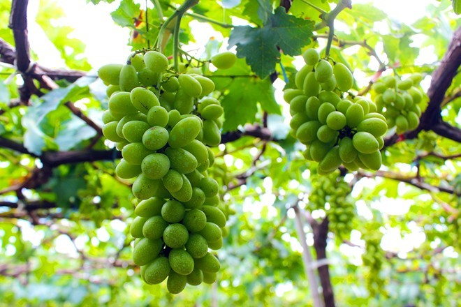 Ba Moi’s vineyard in Ninh Thuan - ảnh 1