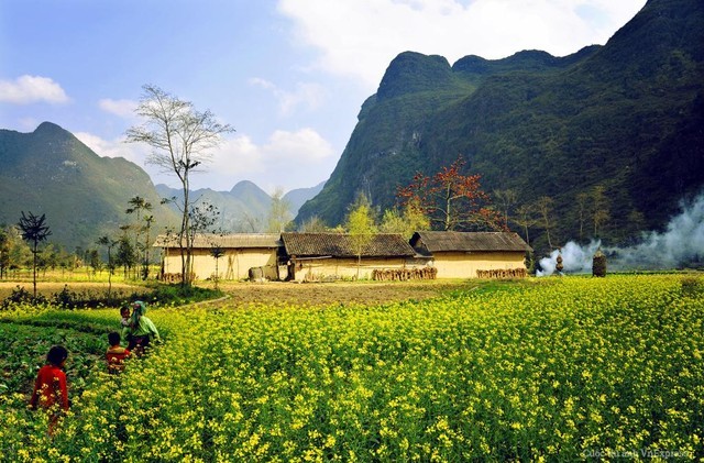 Stunning beauty of north western region’s paddy fields - ảnh 1