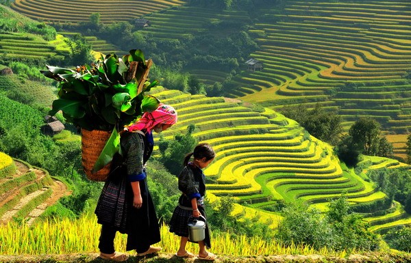 Stunning beauty of north western region’s paddy fields - ảnh 6