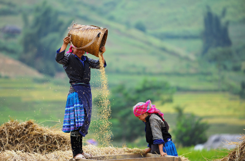 Stunning beauty of north western region’s paddy fields - ảnh 7