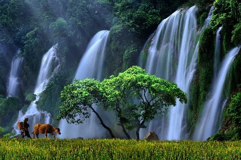 Stunning beauty of north western region’s paddy fields - ảnh 9