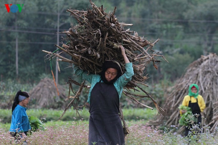 Ha Giang prepares for Buckwheat Flower Festival - ảnh 11