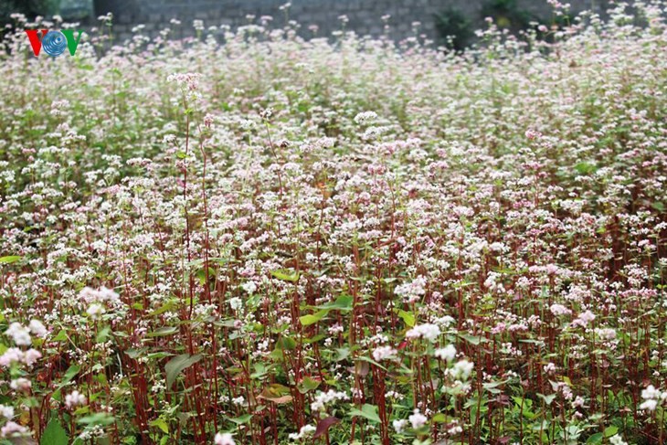 Ha Giang prepares for Buckwheat Flower Festival - ảnh 2