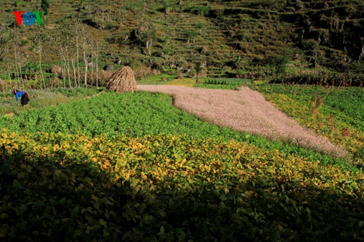 Ha Giang prepares for Buckwheat Flower Festival - ảnh 5