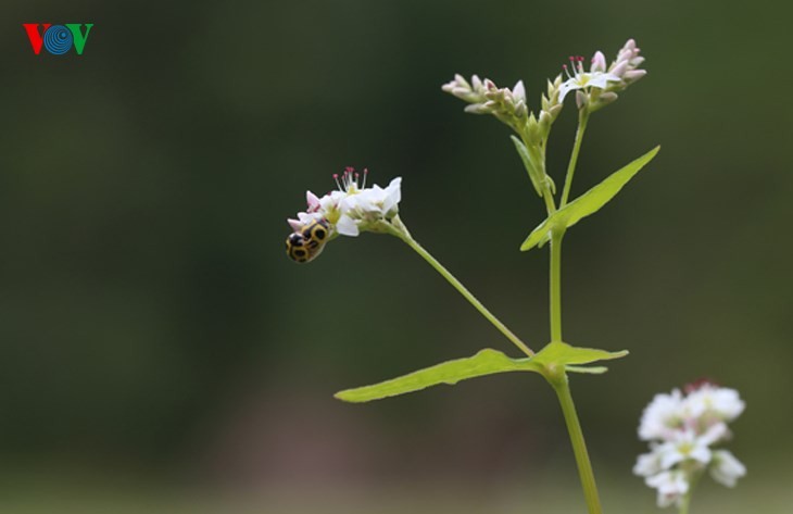 Ha Giang prepares for Buckwheat Flower Festival - ảnh 7