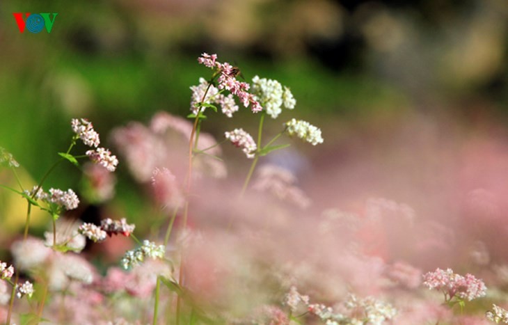 Ha Giang prepares for Buckwheat Flower Festival - ảnh 8