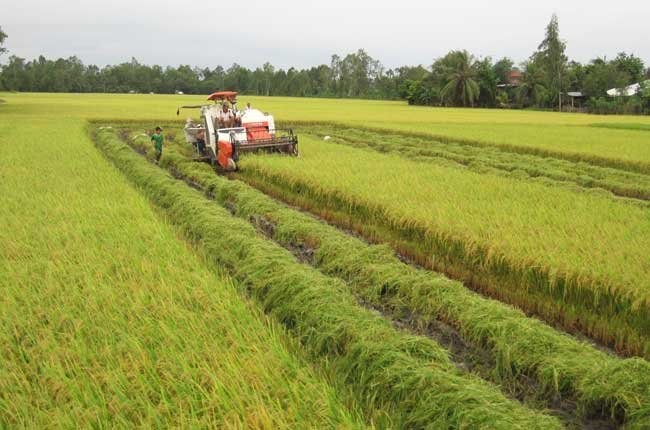 Vietnam observes World Food Day  - ảnh 1