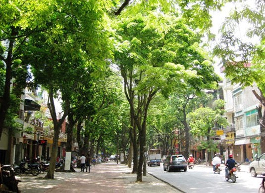 Hanoi’s autumn and milk flowers - ảnh 2