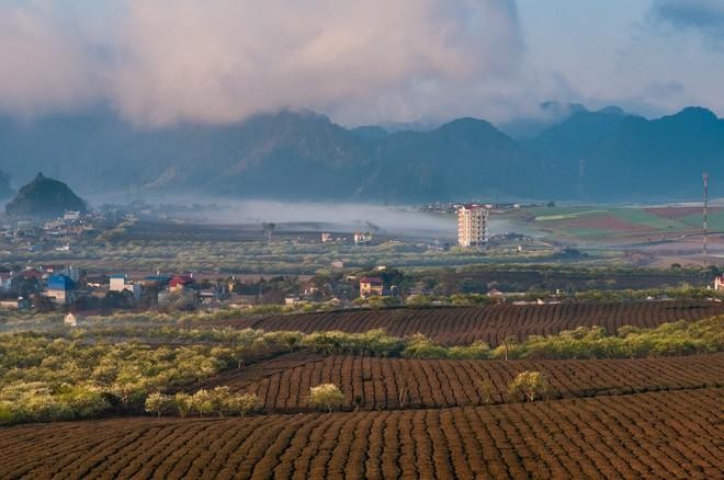 Magnificent beauty of Moc Chau in the dawn mist  - ảnh 7