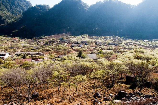 Magnificent beauty of Moc Chau in the dawn mist  - ảnh 9