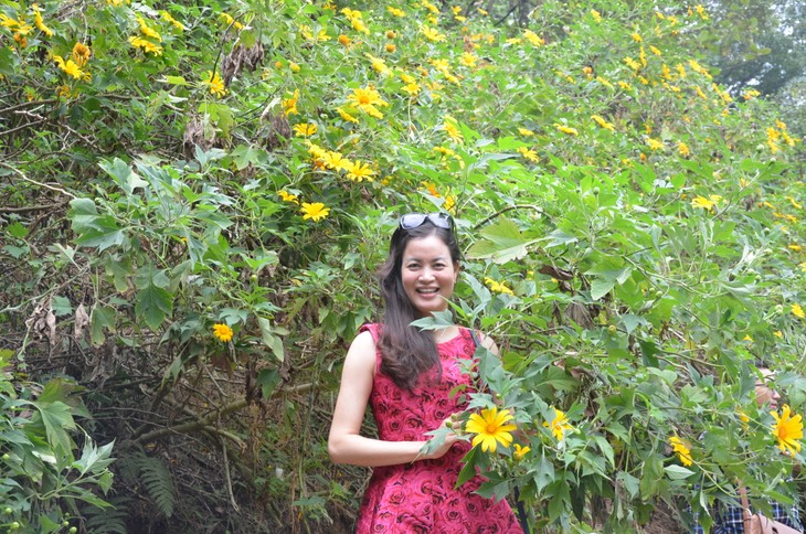 Wild sunflowers brighten Ba Vi National Park - ảnh 9