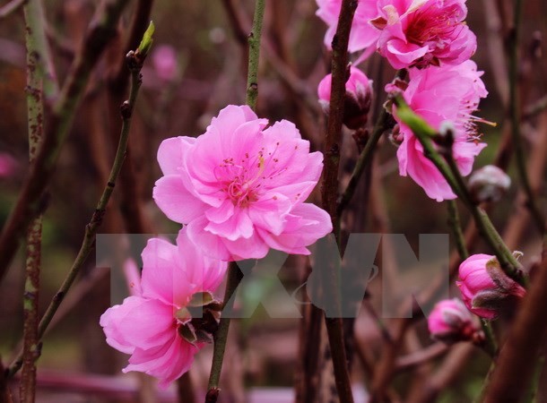 Lunar New Year festival celebrated in Choisy le Roi, France - ảnh 1