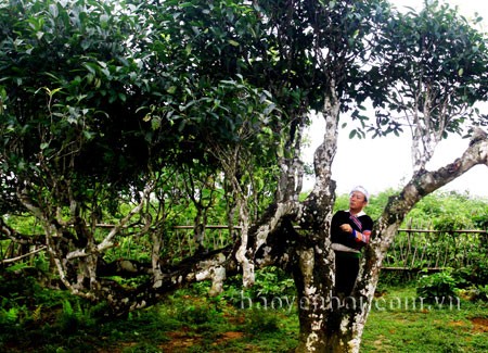 Yen Bai’s ancient Shan tea becomes national heritage - ảnh 1